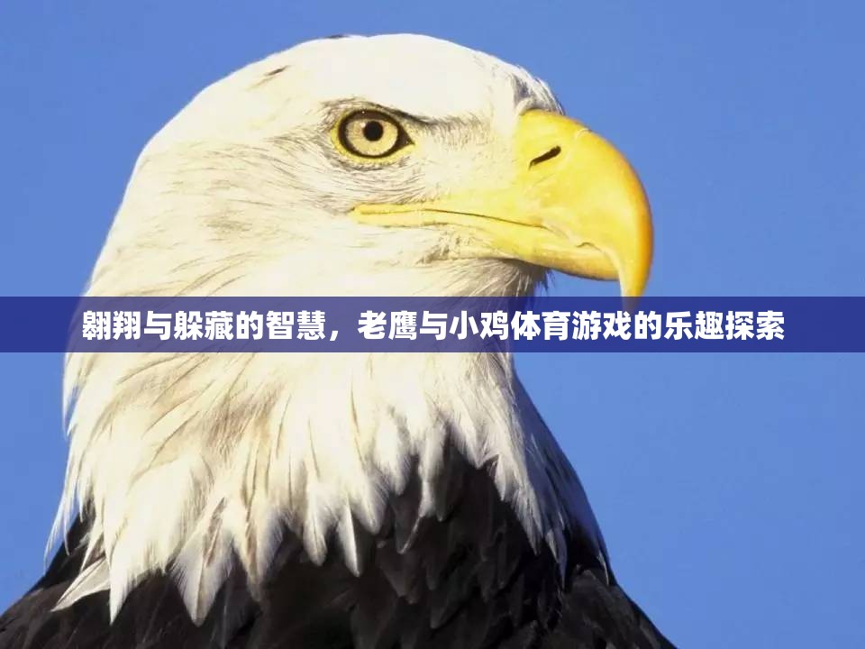 老鷹與小雞，體育游戲中的翱翔與躲藏智慧