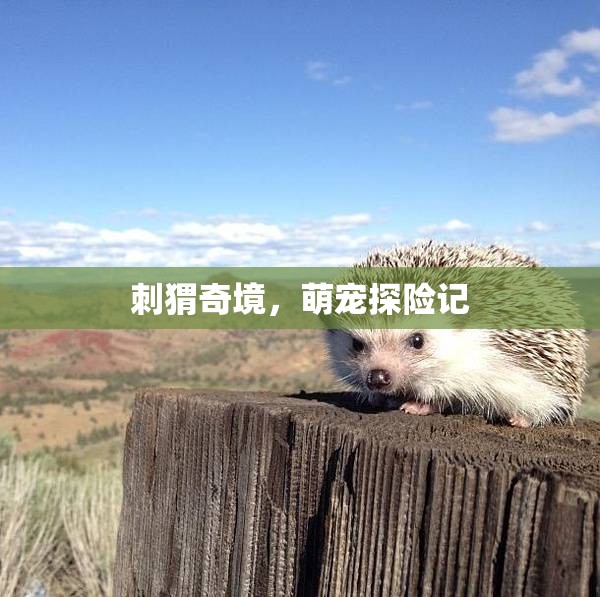 刺猬奇境，萌寵探險記