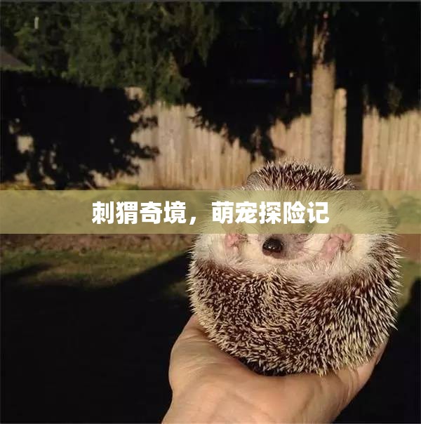 刺猬奇境，萌寵探險記