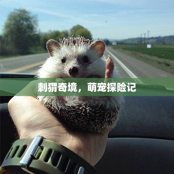 刺猬奇境，萌寵探險記
