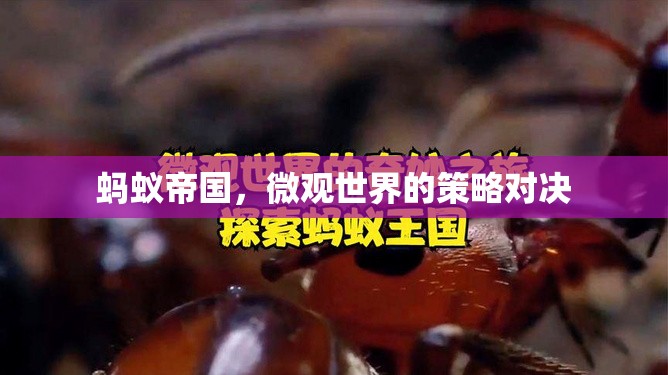 微觀世界的策略對(duì)決，螞蟻帝國(guó)的啟示