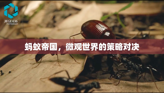 微觀世界的策略對(duì)決，螞蟻帝國(guó)的啟示