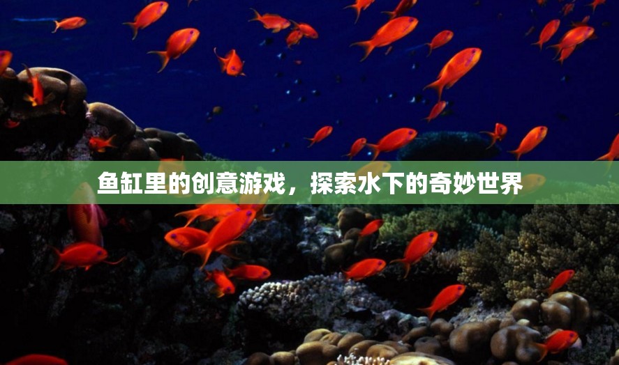 魚(yú)缸里的創(chuàng)意游戲，探索水下的奇妙世界