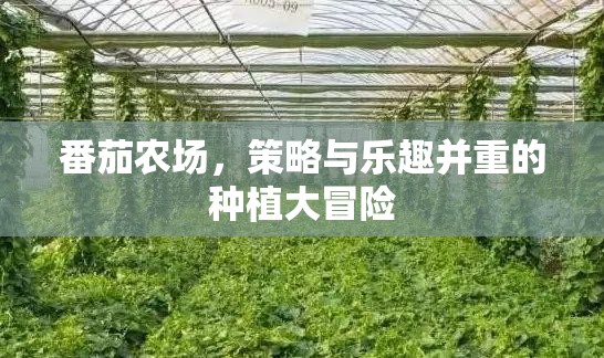 番茄農(nóng)場(chǎng)，策略與樂(lè)趣交織的種植大冒險(xiǎn)