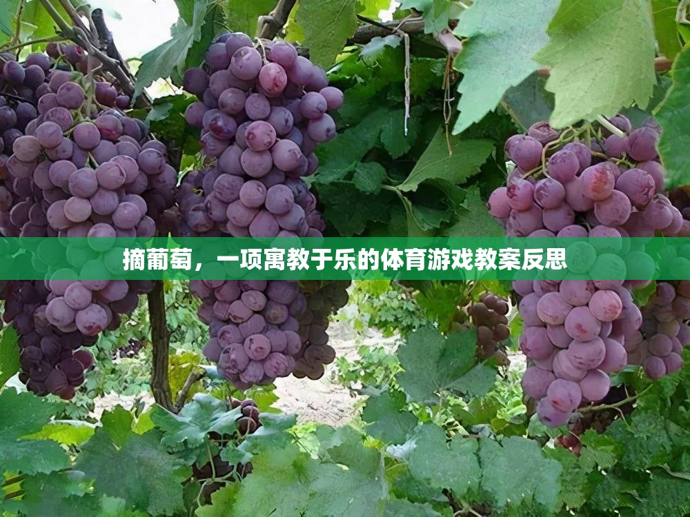 寓教于樂，從摘葡萄活動中探索體育游戲的教育價值與反思
