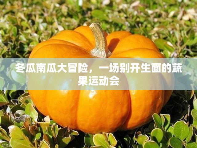蔬果運(yùn)動(dòng)會(huì)，冬瓜南瓜的別開生面大冒險(xiǎn)