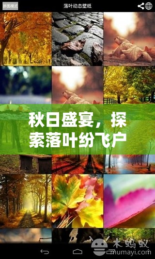 秋日盛宴，探索落葉紛飛的戶外體育游戲
