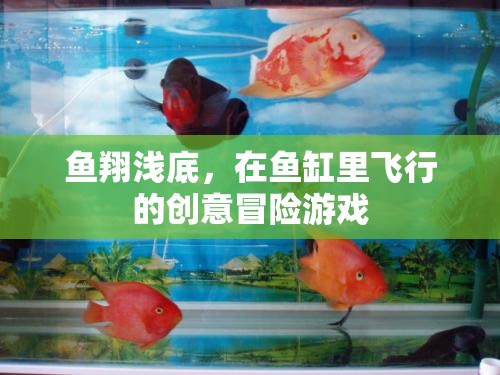 魚翔淺底，魚缸里的創(chuàng)意飛行冒險