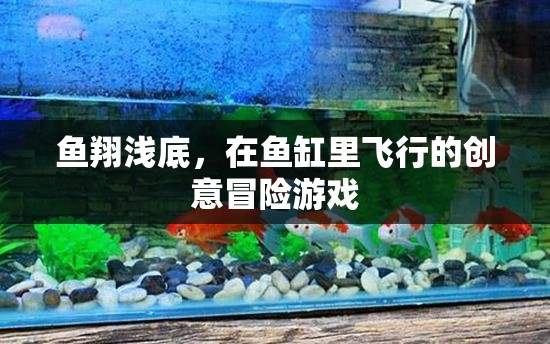 魚翔淺底，魚缸里的創(chuàng)意飛行冒險