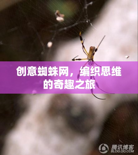 創(chuàng)意蜘蛛網(wǎng)，編織思維的奇趣之旅