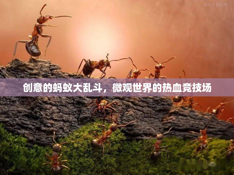 微觀世界熱血競技，創(chuàng)意螞蟻大亂斗