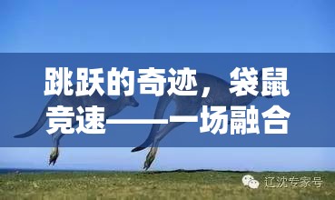 袋鼠競速，一場自然與競技的趣味盛宴  第1張