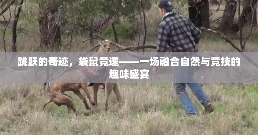 袋鼠競速，一場自然與競技的趣味盛宴  第2張