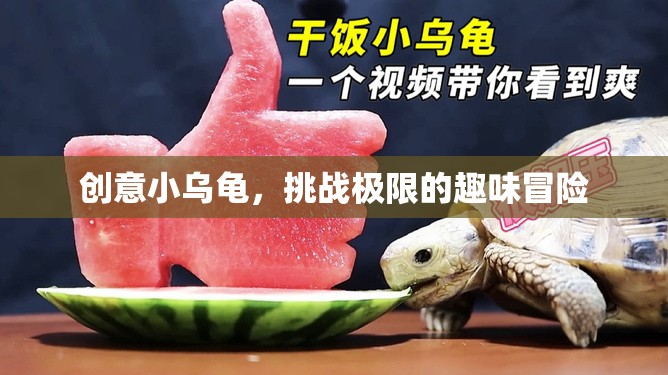 創(chuàng)意小烏龜，挑戰(zhàn)極限的趣味冒險(xiǎn)之旅
