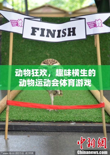 動(dòng)物狂歡，趣味橫生的動(dòng)物運(yùn)動(dòng)會(huì)體育游戲  第2張