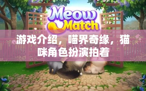 喵界奇緣，貓咪角色扮演的夢幻拍著之旅