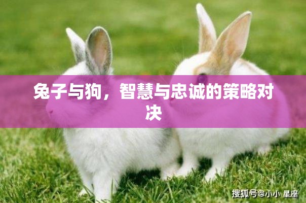 智慧與忠誠的較量，兔子與狗的策略對決  第3張