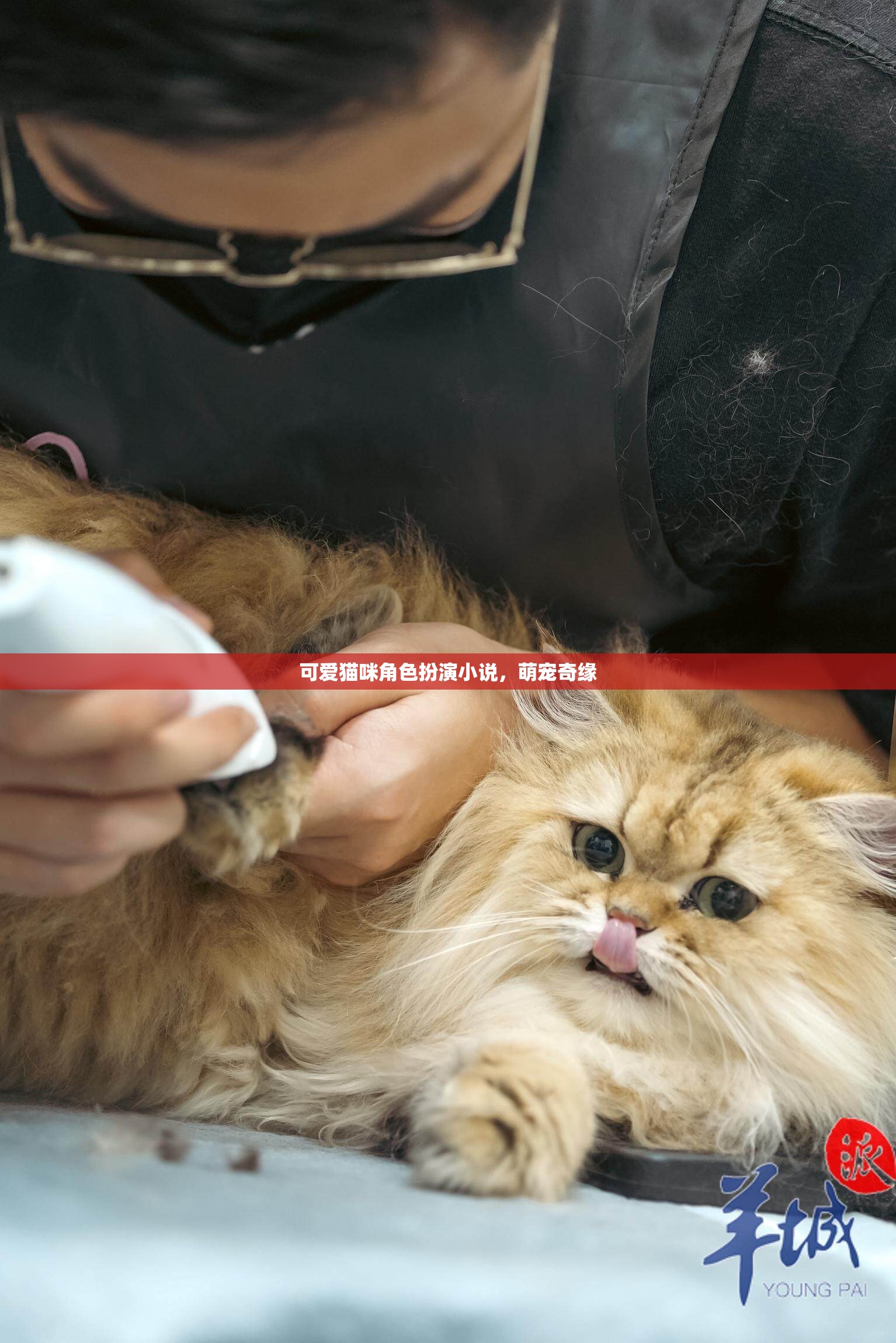 萌寵奇緣，可愛貓咪的角色扮演冒險(xiǎn)  第1張