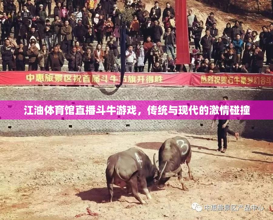 江油體育館，傳統(tǒng)斗牛與現(xiàn)代直播的激情碰撞