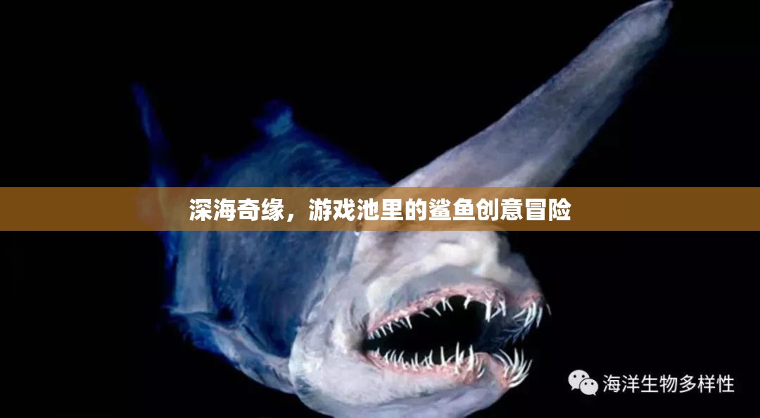 深海奇緣，游戲池里的鯊魚創(chuàng)意冒險(xiǎn)