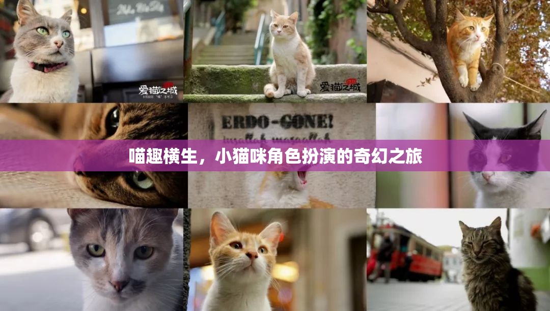 喵趣橫生，小貓咪的奇幻角色扮演之旅