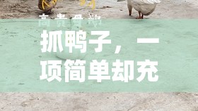 歡樂挑戰(zhàn)，抓鴨子——簡(jiǎn)單中的樂趣與智慧