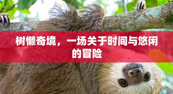 樹懶奇境，時(shí)間與悠閑的奇妙冒險(xiǎn)