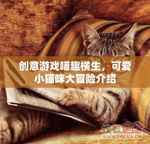 喵趣橫生，小貓咪的創(chuàng)意冒險之旅