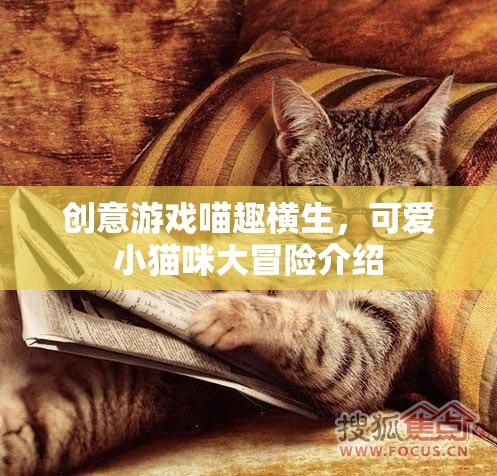喵趣橫生，小貓咪的創(chuàng)意冒險之旅