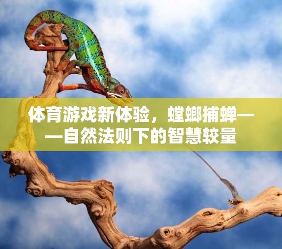 螳螂捕蟬新體驗，自然法則下的智慧較量