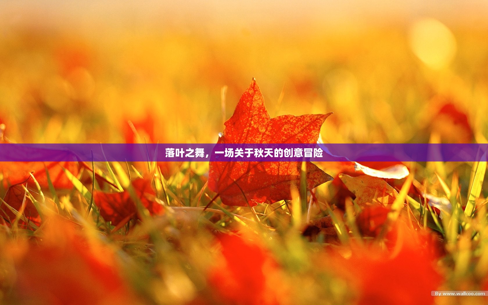 秋日舞動(dòng)，一場(chǎng)落葉的創(chuàng)意冒險(xiǎn)  第2張