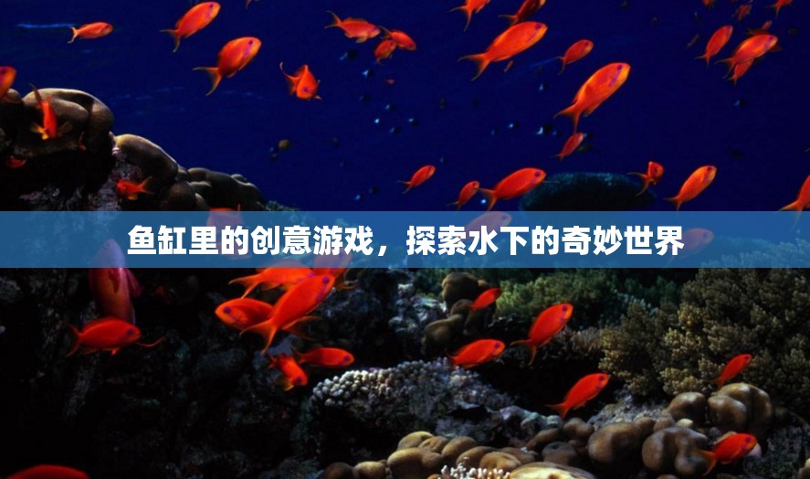 魚(yú)缸里的創(chuàng)意游戲，探索水下的奇妙世界