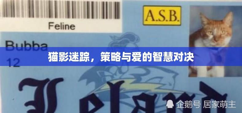 貓影迷蹤，策略與愛(ài)的智慧對(duì)決