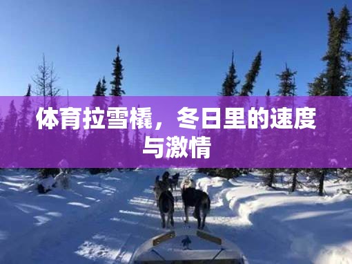冬日速度與激情，體育拉雪橇的魅力  第1張