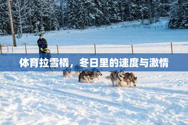 冬日速度與激情，體育拉雪橇的魅力  第2張