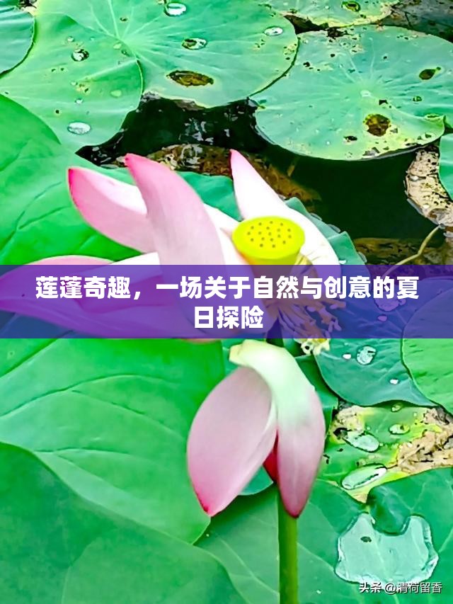 蓮蓬奇趣，自然與創(chuàng)意的夏日探險(xiǎn)
