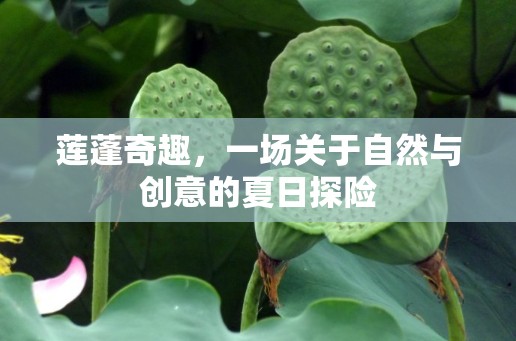 蓮蓬奇趣，自然與創(chuàng)意的夏日探險  第3張
