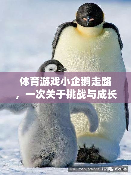 小企鵝的行走挑戰(zhàn)，一場關(guān)于勇氣與成長的體育游戲反思之旅
