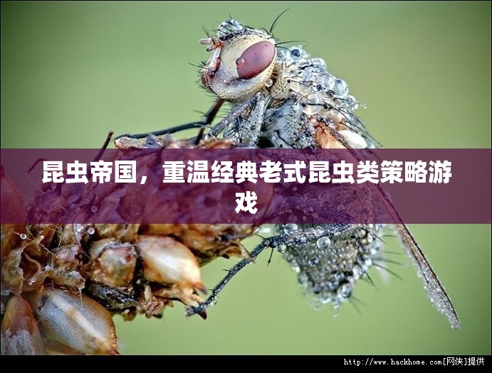 重溫經(jīng)典，老式昆蟲類策略游戲昆蟲帝國