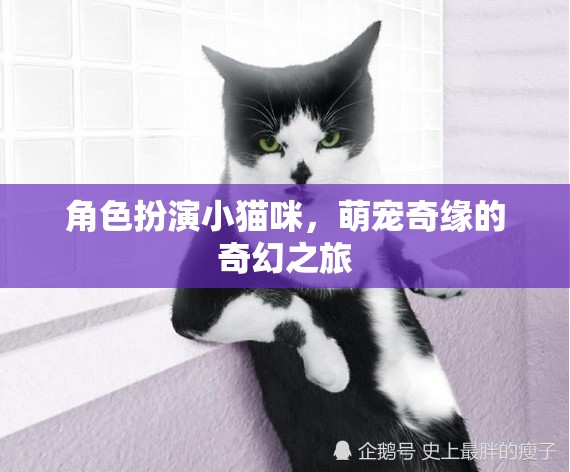 喵趣橫生，小貓咪的萌寵奇緣奇幻之旅