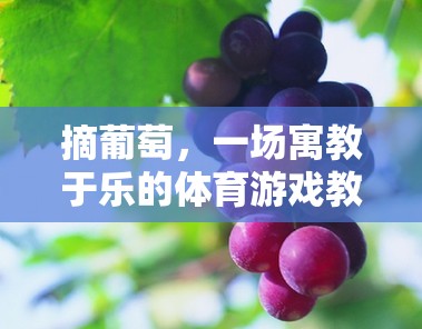 寓教于樂，以摘葡萄體育游戲為載體的教育反思