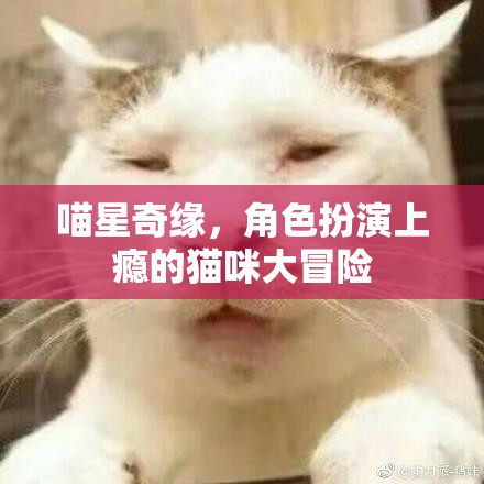 喵星奇緣，貓咪大冒險的沉浸式角色扮演之旅