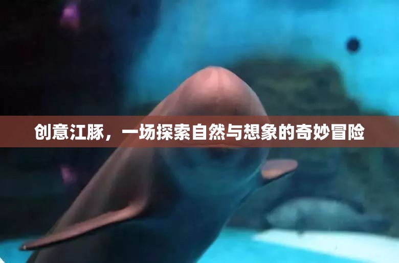 創(chuàng)意江豚，自然與想象的奇妙冒險之旅