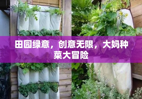 田園綠意中的創(chuàng)意種菜大冒險