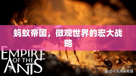 微觀世界的宏大戰(zhàn)略，螞蟻帝國的啟示