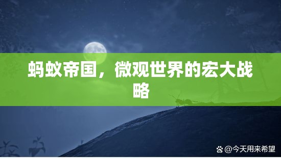 微觀世界的宏大戰(zhàn)略，螞蟻帝國的啟示