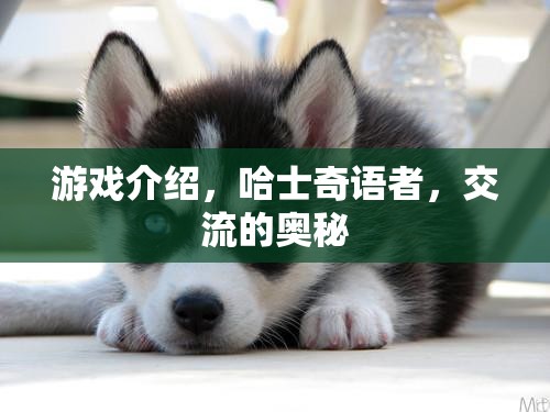 哈士奇語(yǔ)者，解鎖游戲交流的奧秘