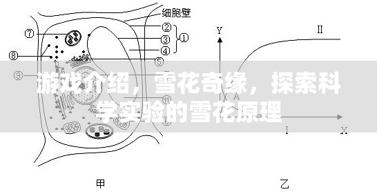 探索雪花之美，揭秘雪花奇緣中的科學(xué)實(shí)驗(yàn)