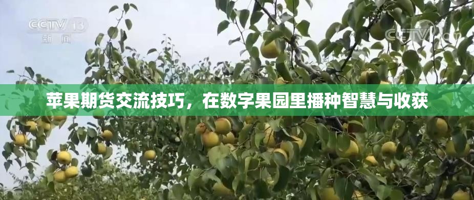 在數(shù)字果園中播種智慧，蘋果期貨交流技巧與收獲