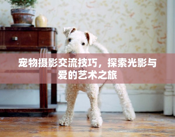 光影與愛的藝術(shù)，寵物攝影交流技巧探索